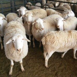 Qurbani
