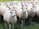 Scottish Lamb/Sheep - Qurbani 2025