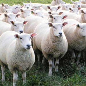 Scottish Lamb/Sheep - Qurbani 2025