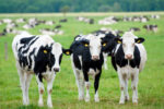 Scottish Beef - Qurbani 2025
