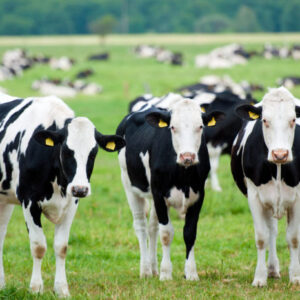 Scottish Beef - Qurbani 2025