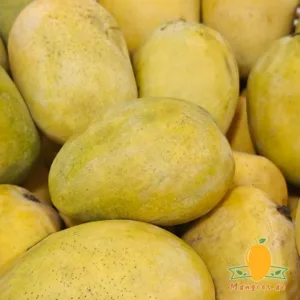 Pakistani Anwar Ratol Mango